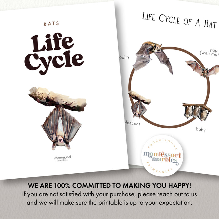 Bats Life Cycle