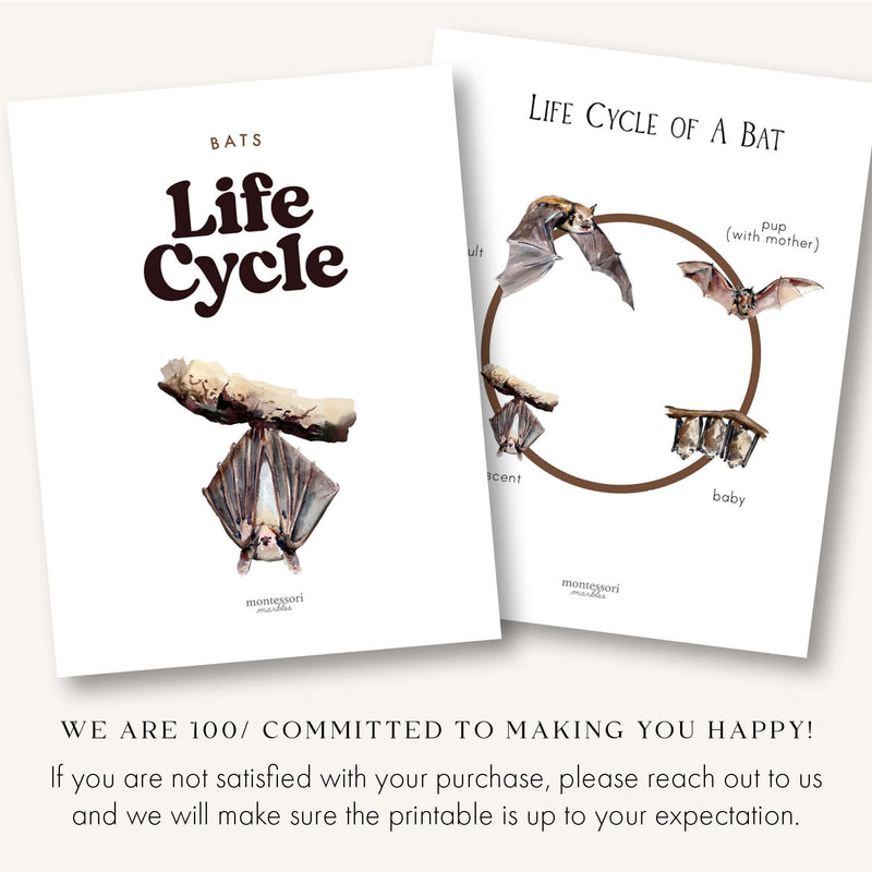 Bats Life Cycle