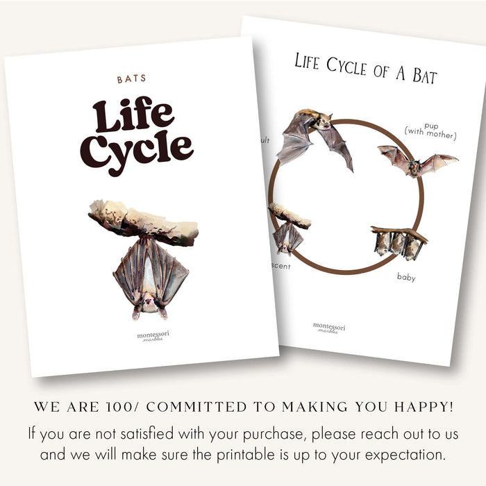 Bats Life Cycle