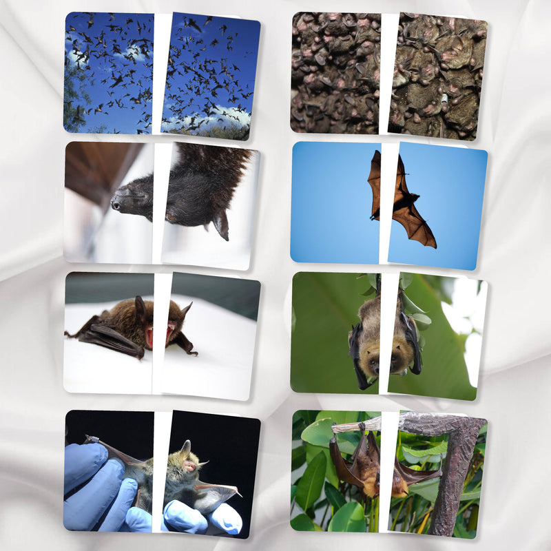 Complete The Pictures Mega Bundle