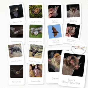 Bats Flash Cards