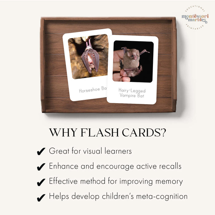 Bats Flash Cards