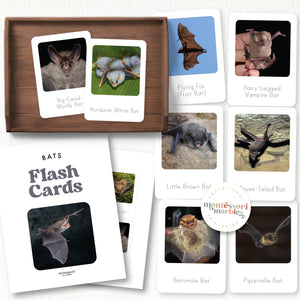 Bats Flash Cards