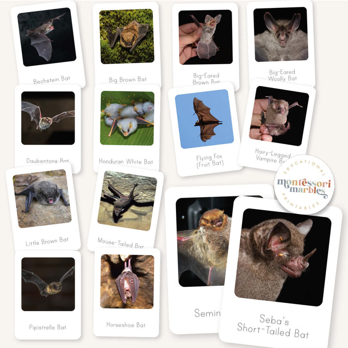 Bats Flash Cards