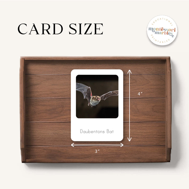 Bats Flash Cards