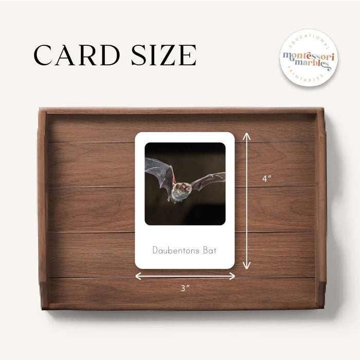 Bats Flash Cards