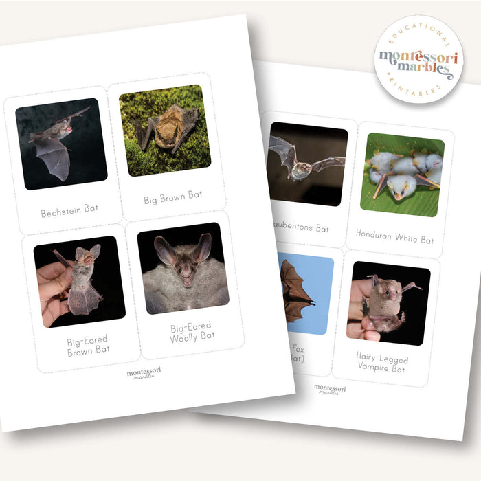 Bats Flash Cards