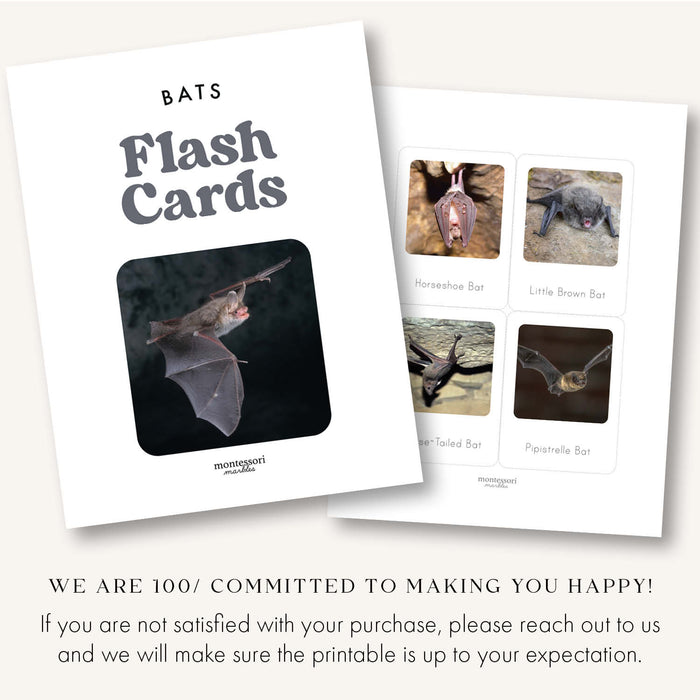 Bats Flash Cards