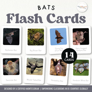 Bats Flash Cards