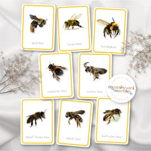 Load image into Gallery viewer, Bees Flash Cards
