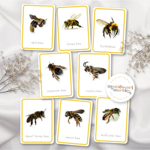 Bees & Honey Activity Bundle