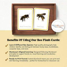 Load image into Gallery viewer, Bees Flash Cards
