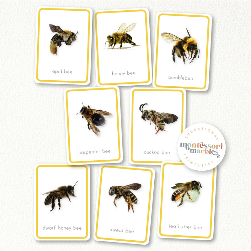 Bees Flash Cards