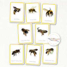 Load image into Gallery viewer, Bees Flash Cards
