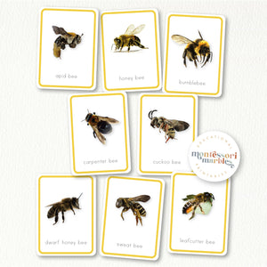 Bees Flash Cards
