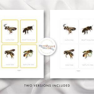 Bees Flash Cards