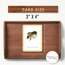Load image into Gallery viewer, Bees Flash Cards
