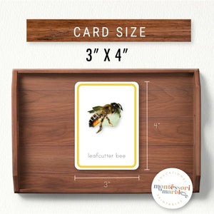 Bees Flash Cards