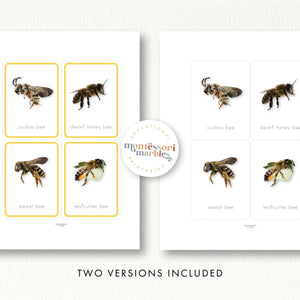 Bees Flash Cards