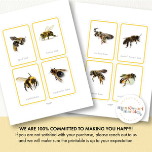 Bees Flash Cards
