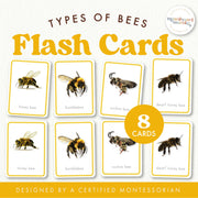 Bee vocabulary flash cards for English and insect learning