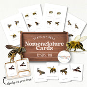 Bees 3-part cards for spring insect learning