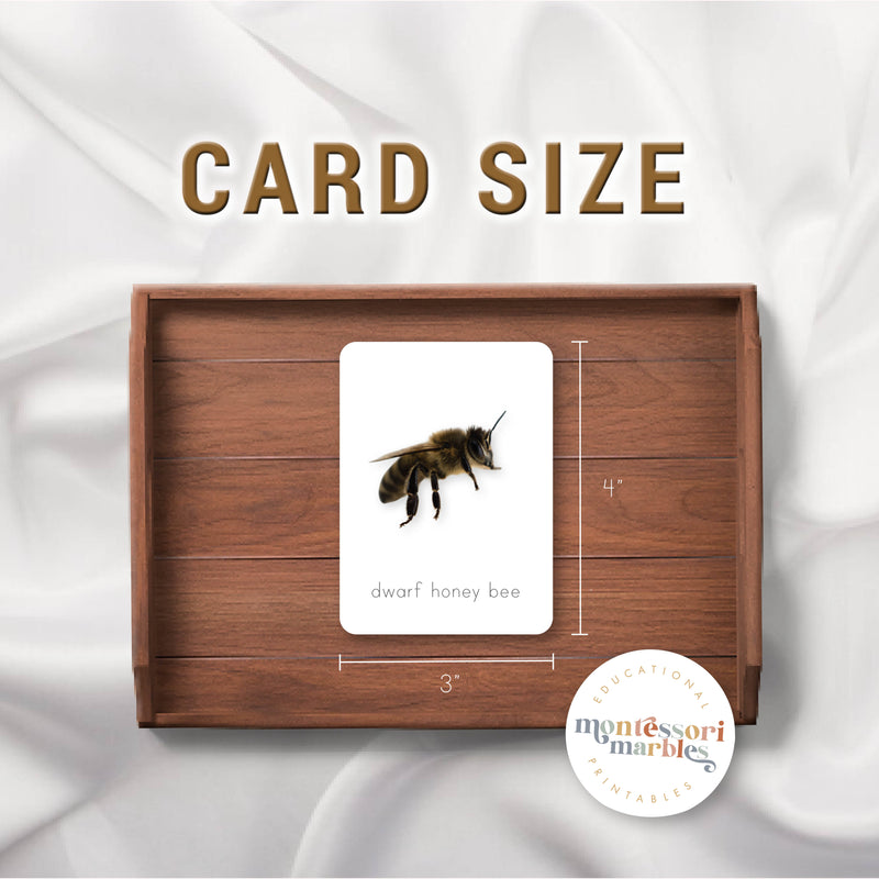 Bees Montessori 3-Part Cards