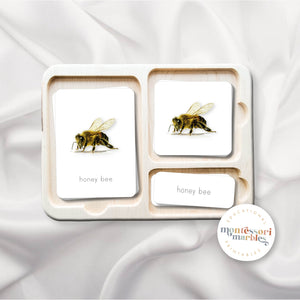 Bees & Honey Activity Bundle