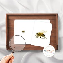 Load image into Gallery viewer, Bees &amp; Honey Activity Bundle
