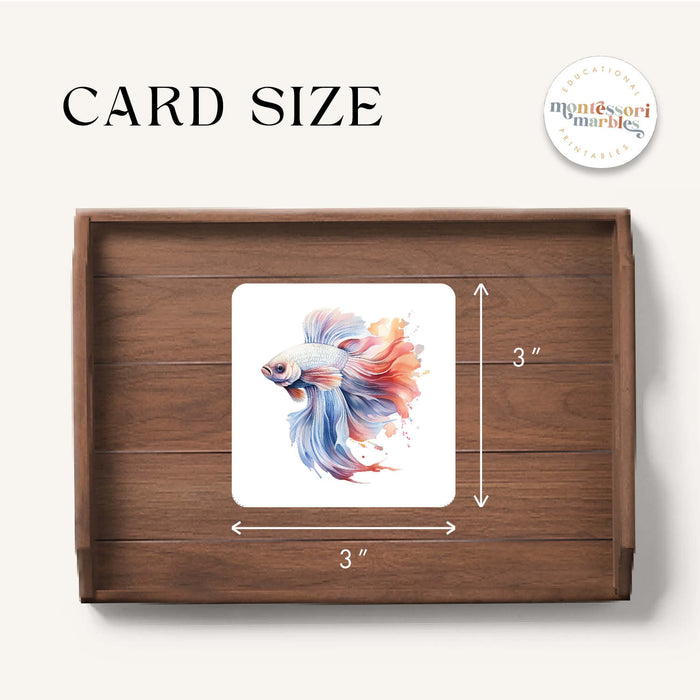 Betta Fish Pattern Matching