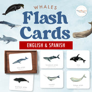 Bilingual whale flash cards in English and Spanish for ocean learning