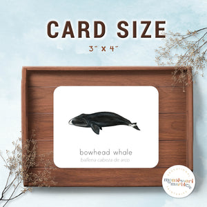 Whales Flash Cards | English & Spanish