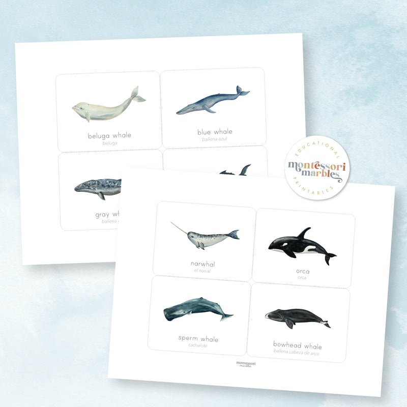 Whales Flash Cards (English & Spanish)