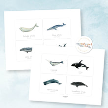 Load image into Gallery viewer, Whales Flash Cards | English &amp; Spanish
