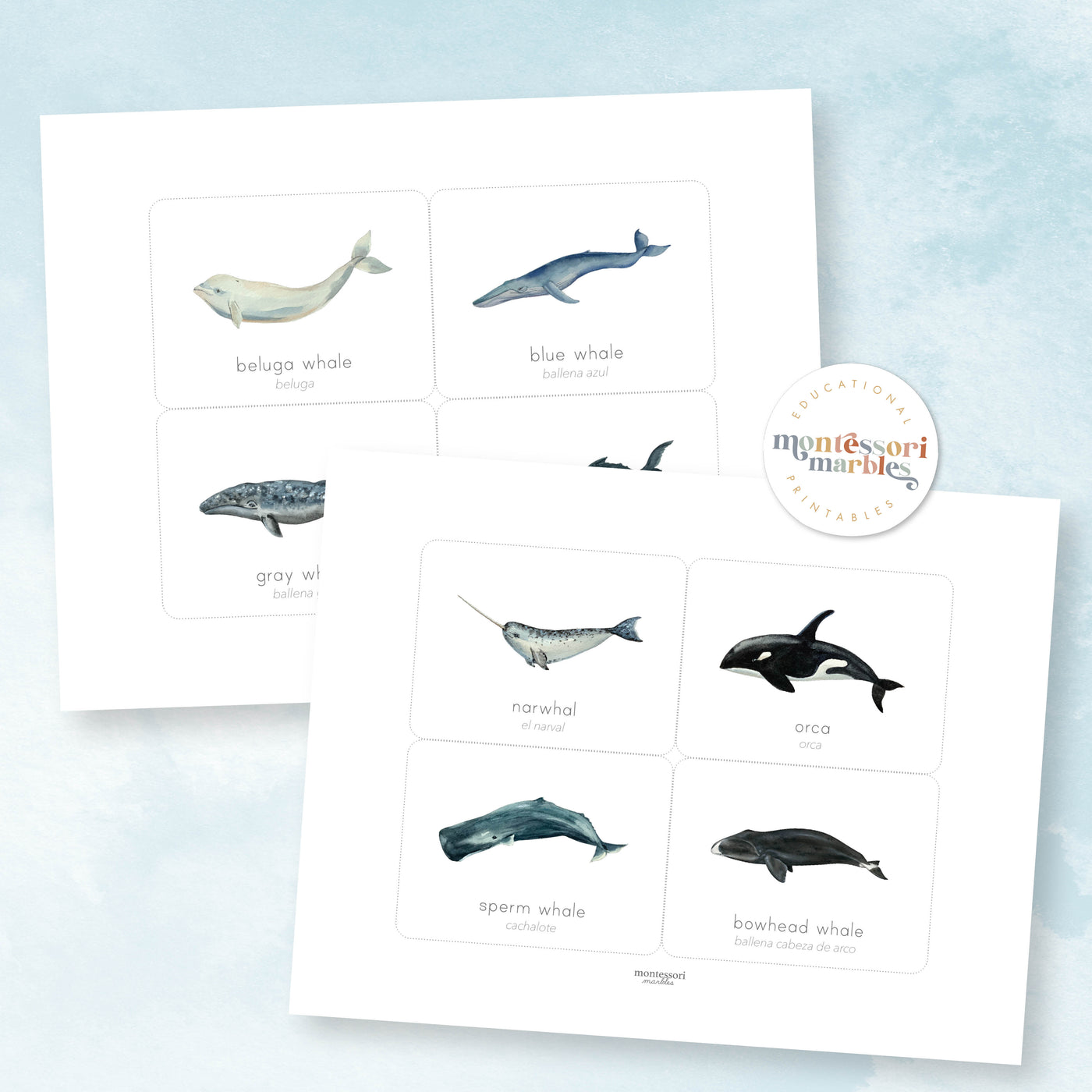 Whales Flash Cards Bilingual | English Spanish 8 Species Ages 3-8 Ocean ...