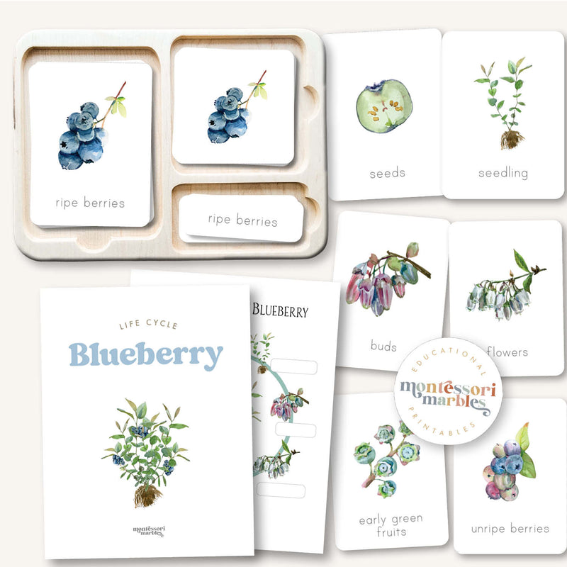 Blueberry Life Cycle