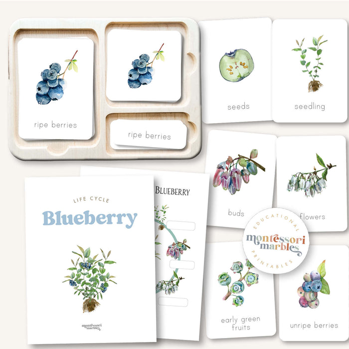 Blueberry Life Cycle