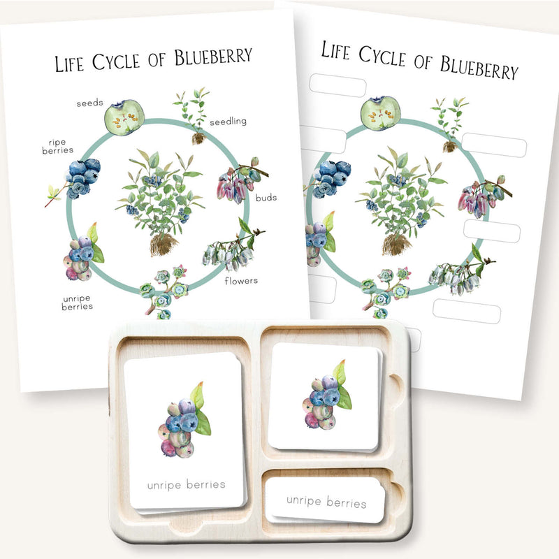 Blueberry Life Cycle