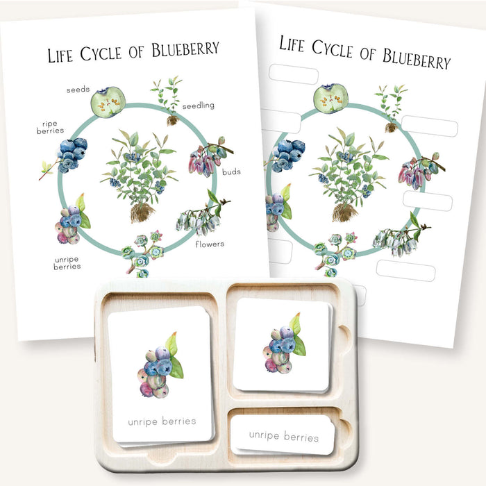 Blueberry Life Cycle