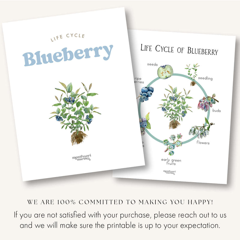 Blueberry Life Cycle