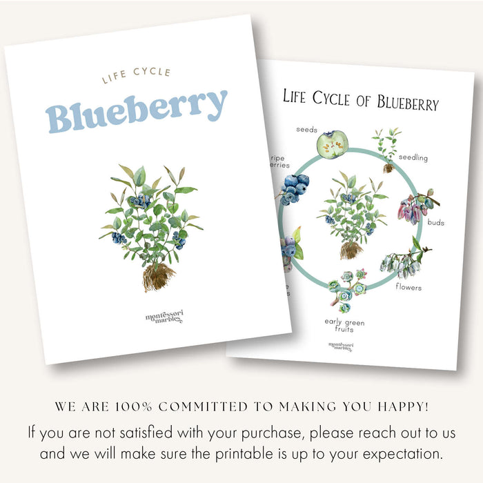 Blueberry Life Cycle