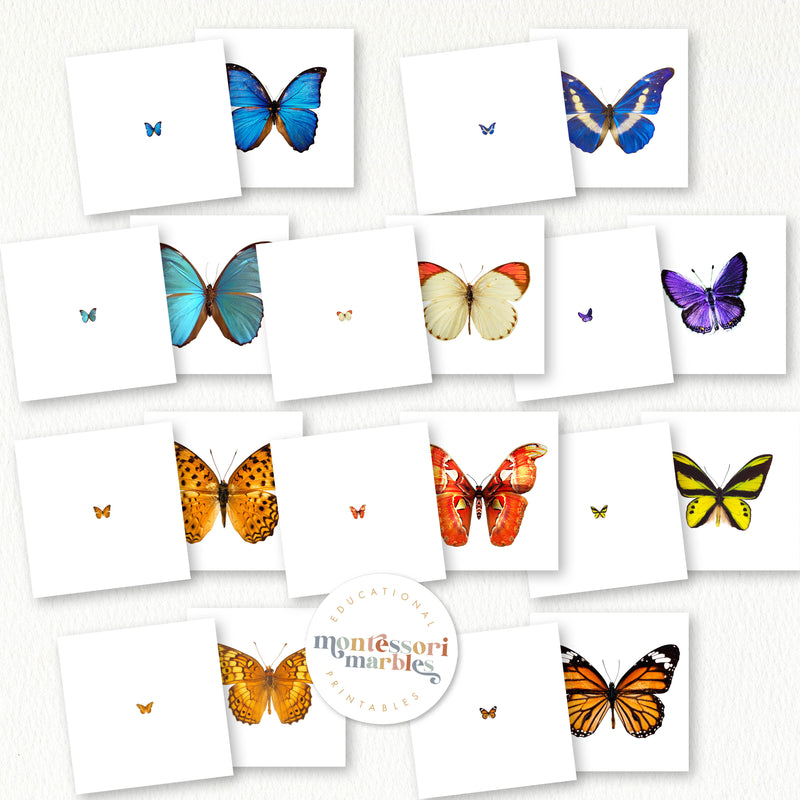 Butterfly Magni Match