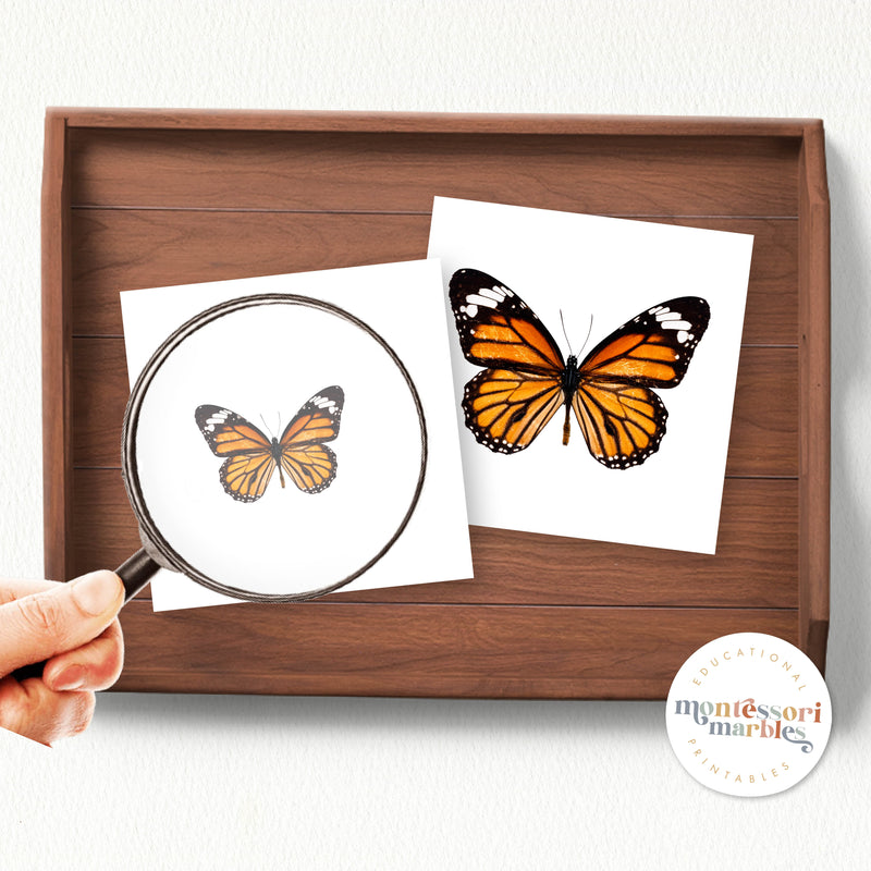 Butterfly Magni Match