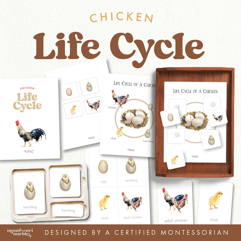 Chicken life cycle nomenclature cards with farm animal stages — ages 3-6