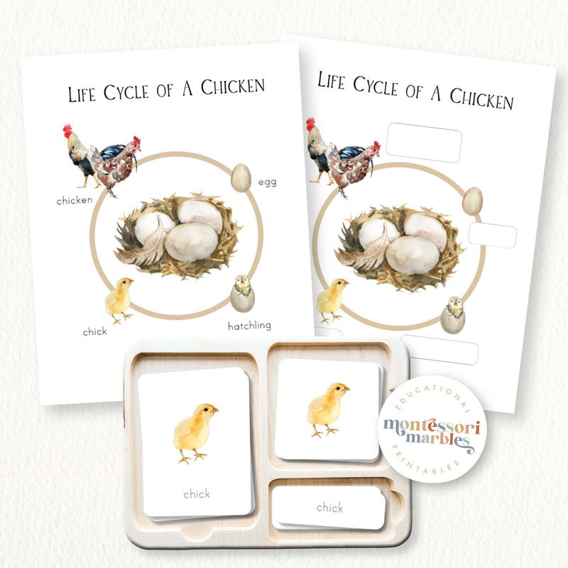 Chicken Life Cycle