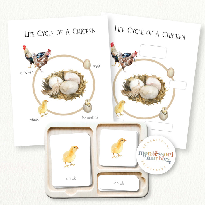 Chicken Life Cycle