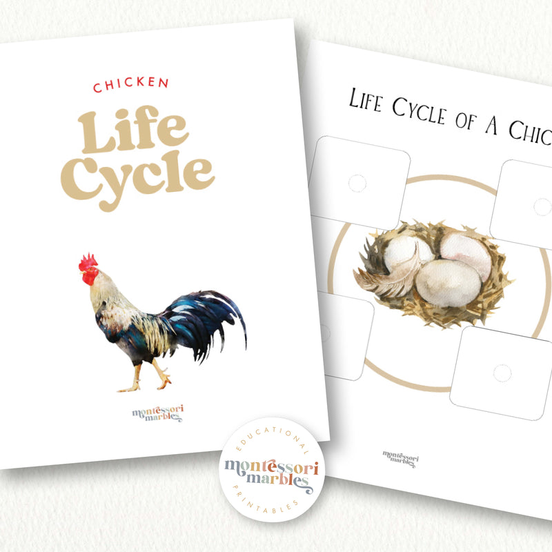 Chicken Life Cycle
