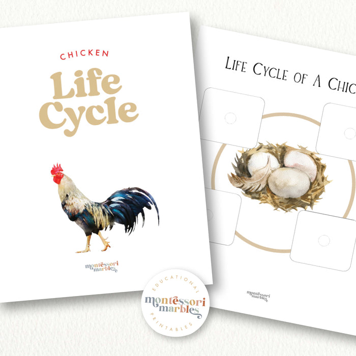 Chicken Life Cycle