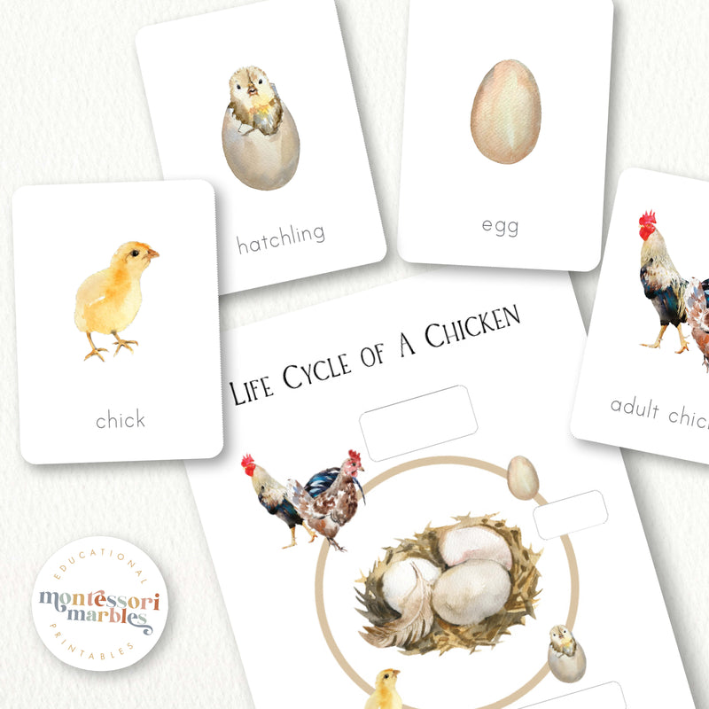 Chicken Life Cycle