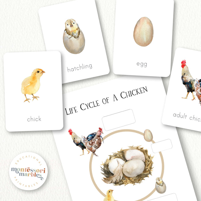 Chicken Life Cycle